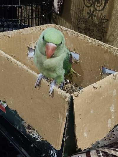 Raw parrot baby