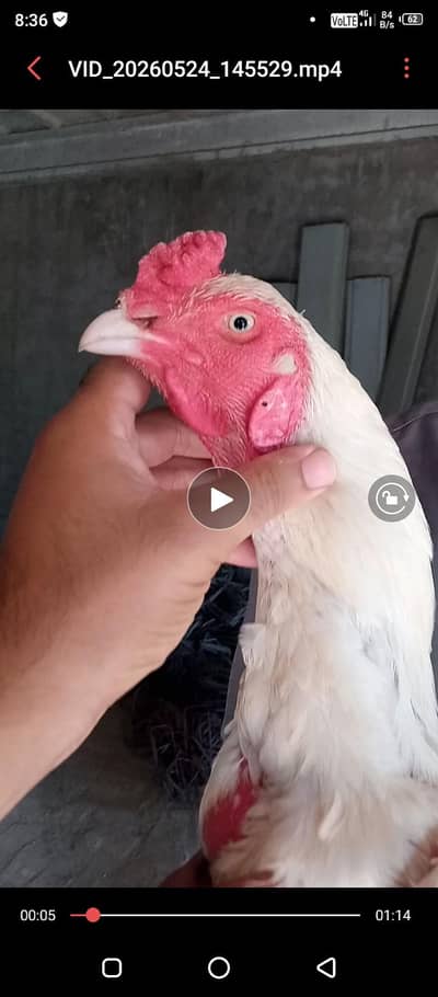 Aseel heera chicks  for sale /heera/paper white heera chicks