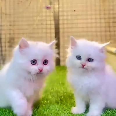 (Persian female kitten) (for sale all) (Pakistan delivery available)