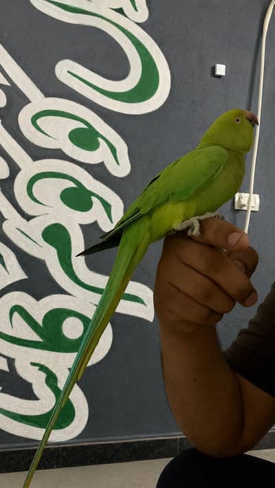 green semi tamme female