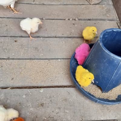 colour full chicks