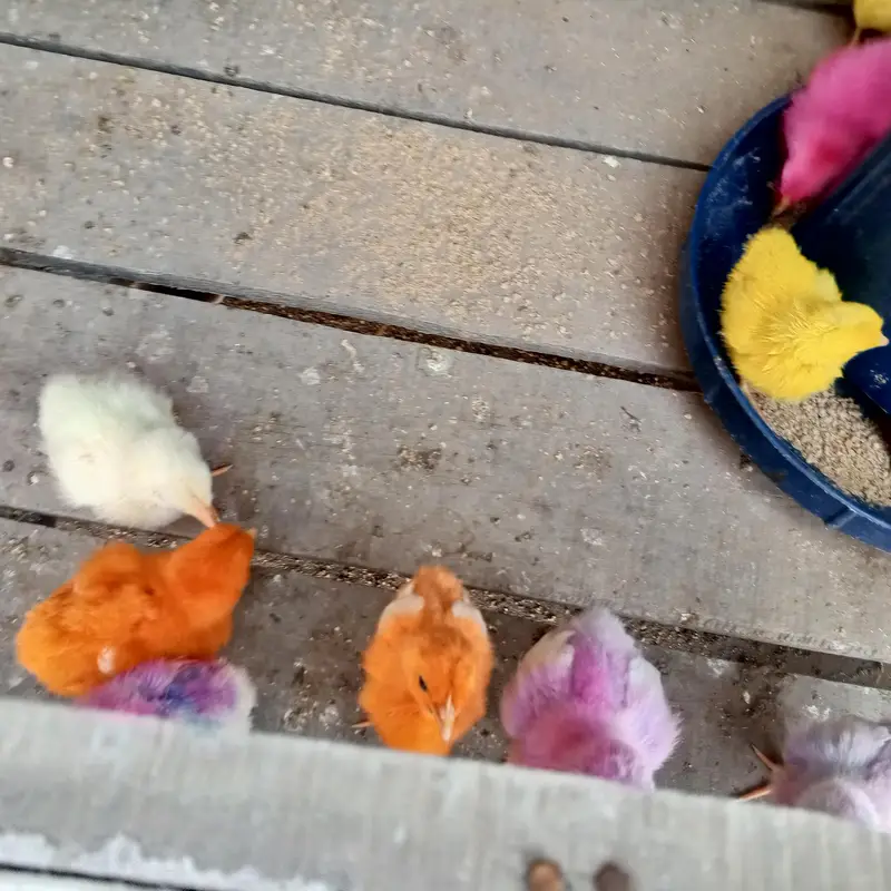 colour full chicks — photo 2
