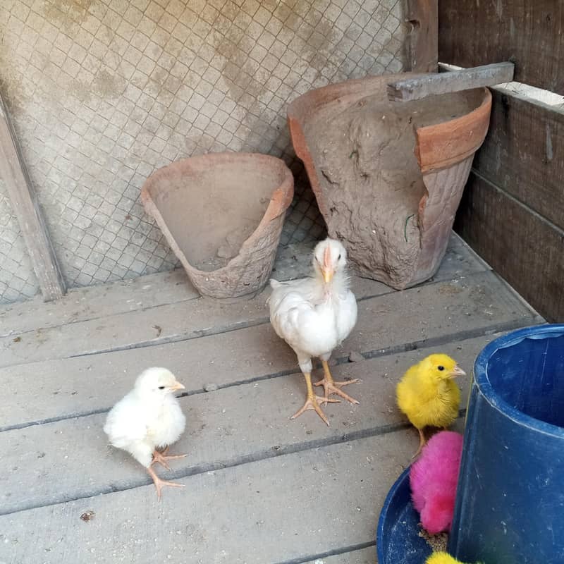 colour full chicks 2