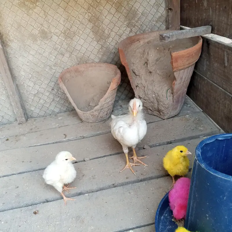 colour full chicks — photo 3