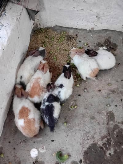rabbits