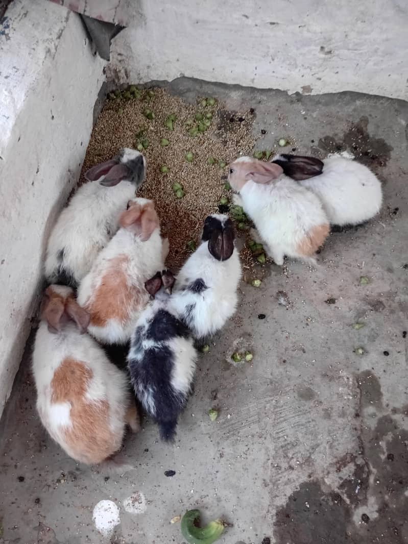 rabbits 1