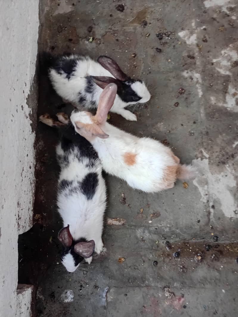 rabbits 2