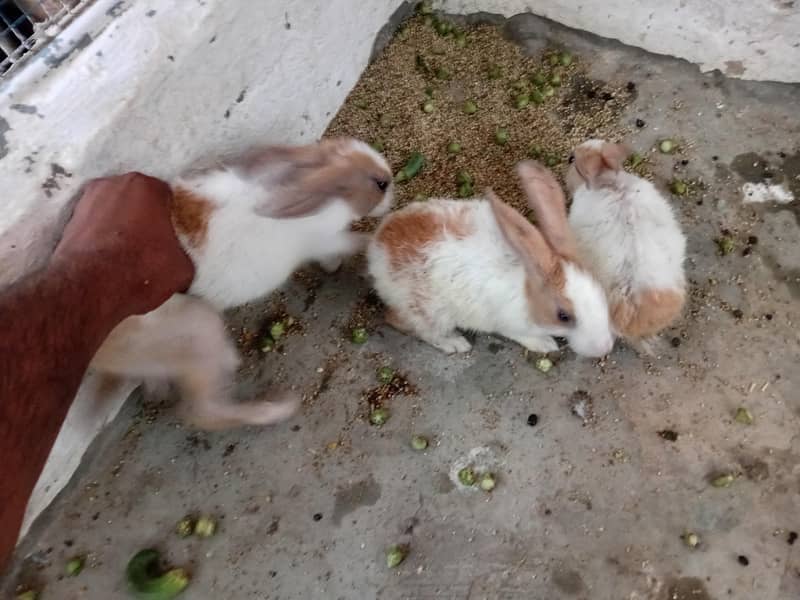 rabbits 3