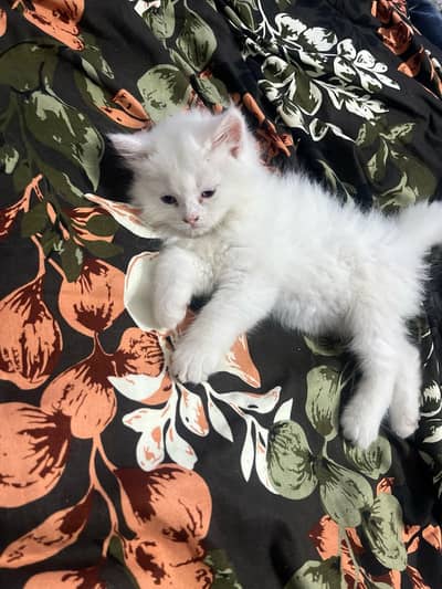 Persian kitten for sale