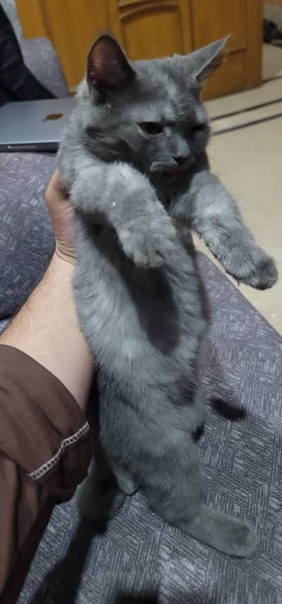 Greyish White kitten