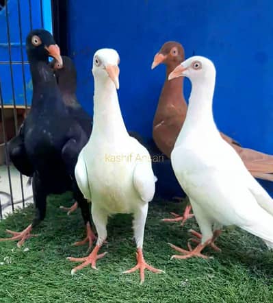Danish chicks available