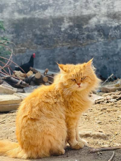 persian orange cat for adoption
