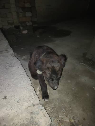 Pista Dog for Sale in Bahawalpur Double Coat Shiny Brown Color
