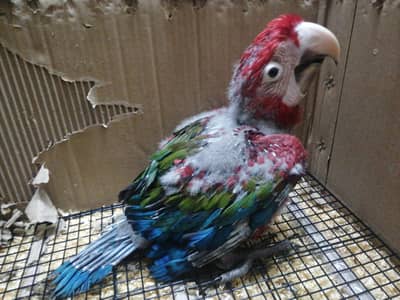 GREEN WING MACAW