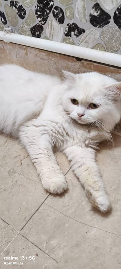 Persian cat