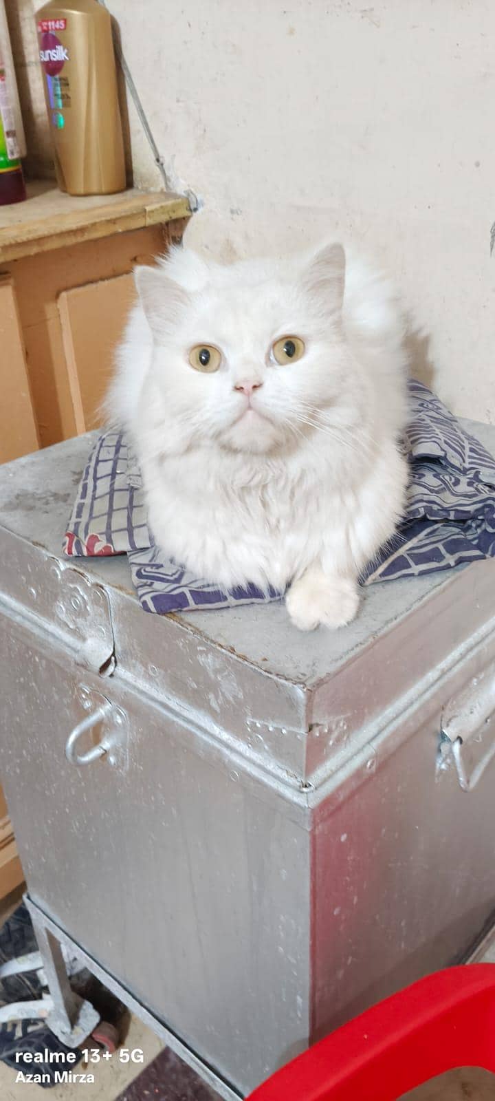 Persian cat 1