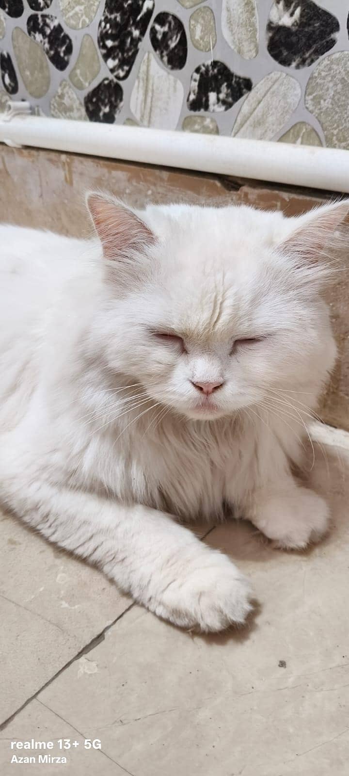 Persian cat 2