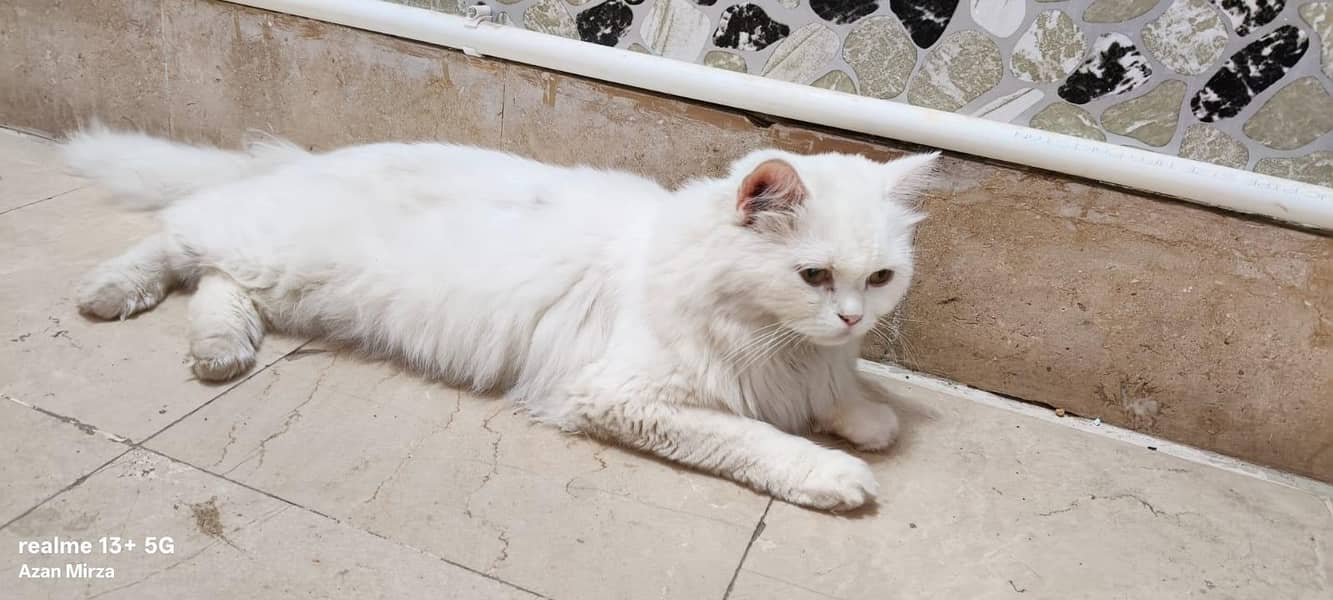 Persian cat 3