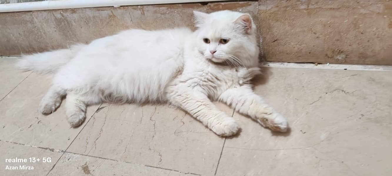 Persian cat 4