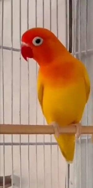 Lovebirds Lutino breeder Female for sale