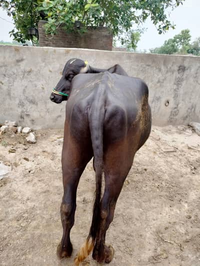 katta for sale