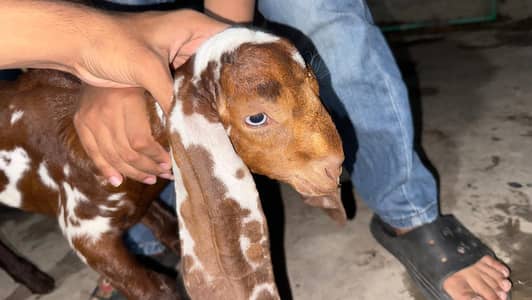 Goat | Bkra | Bkri | Betal Goat | Goats Kids | Goats Kids For Sale