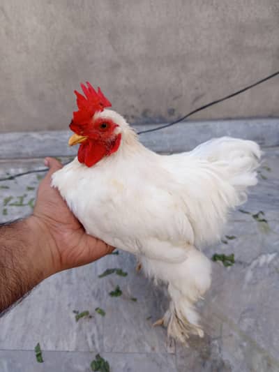 bantam
