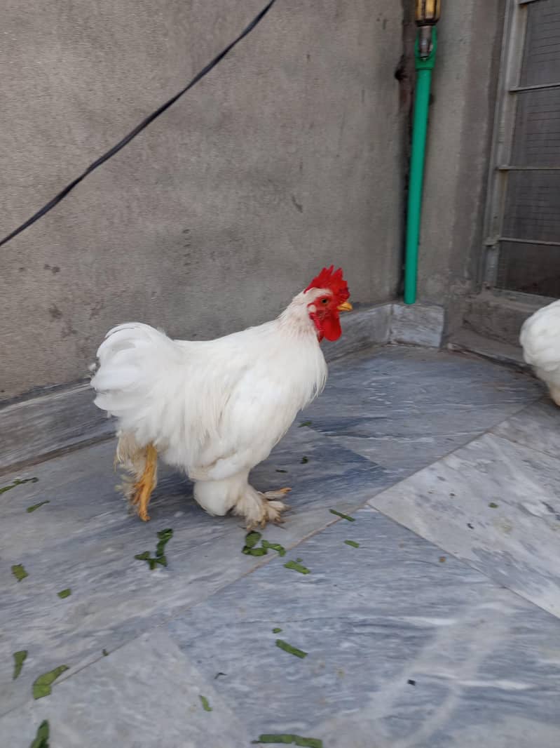 bantam 1