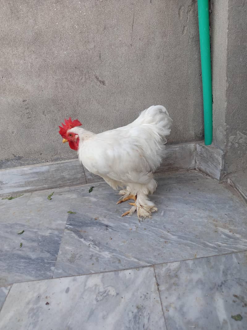 bantam 2