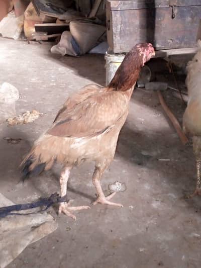 Aseel pair for sale