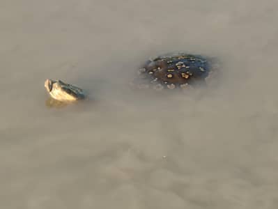 Pet Turtle Available for Sale