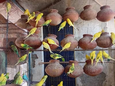 budgies