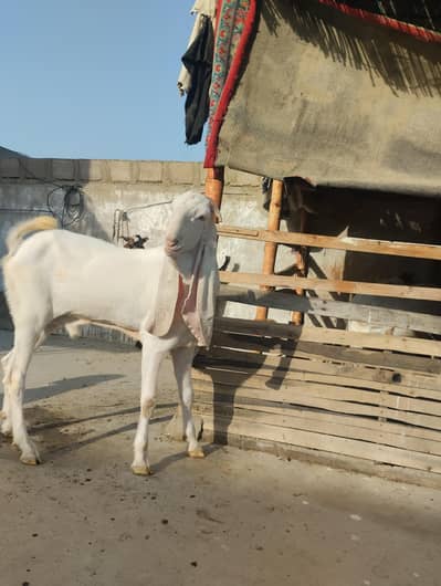 Gulabi bakra 03243279031