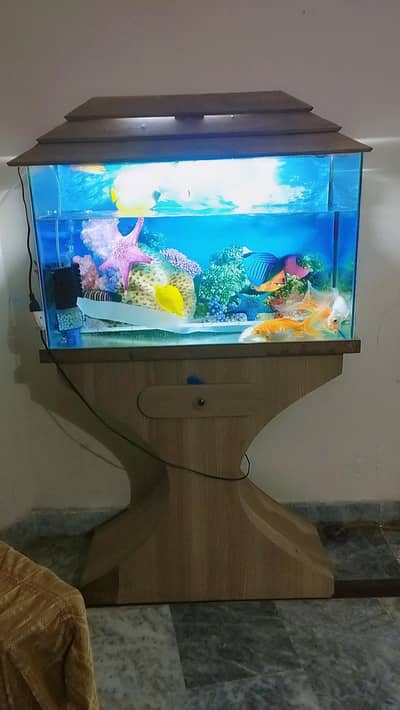 Aquarium for Sale with 3 Gold Fish 6 inches and 2 Diamond Koe Fish