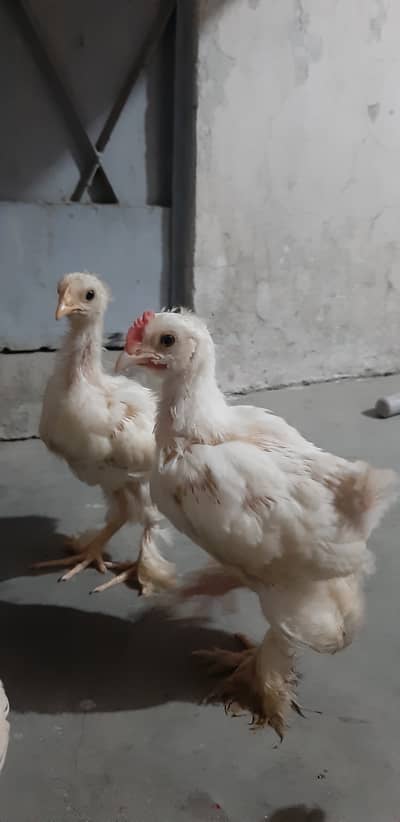 White Heavy Buff Chicks