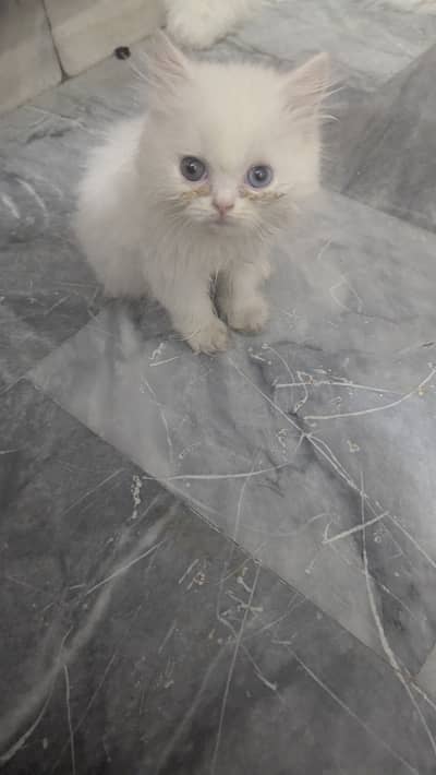 Persion female cat
