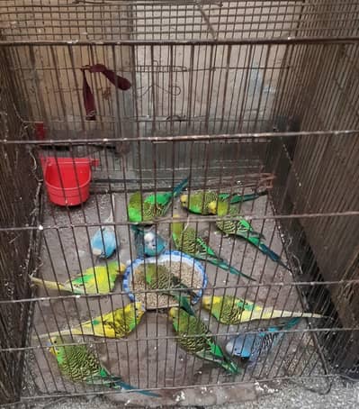 Australian Parrots for urgent sale, Whatsapp 0319,3222661