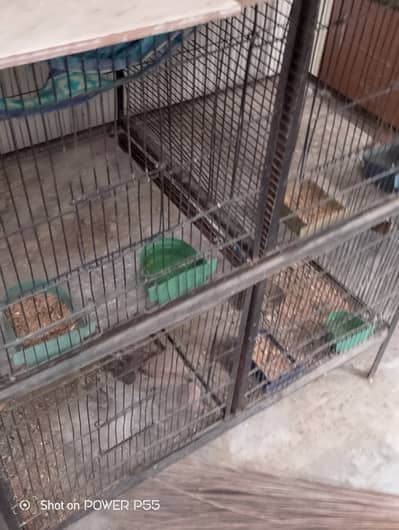 Birds with cage
