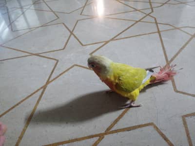 SUNCHEEK KNOR