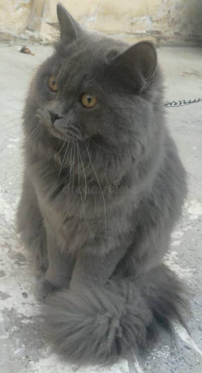 Russain cat urjant sale house trained