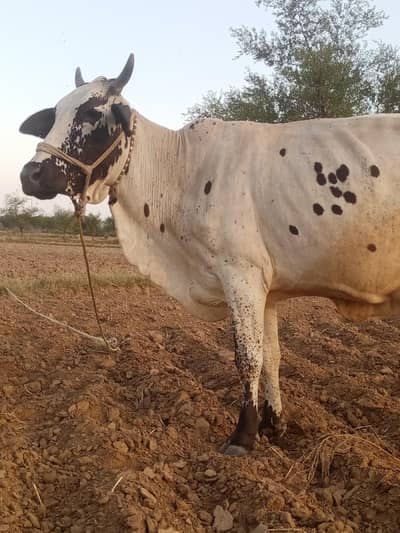 cholistani cow