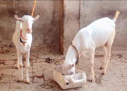 Tedda Gulabi pair