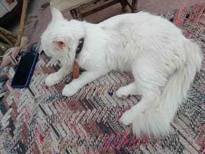 white rasion cat