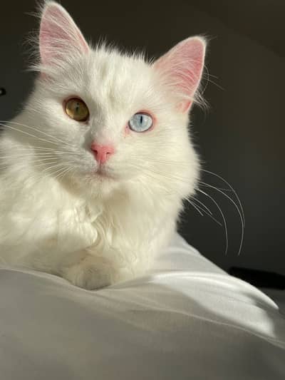 Persion White cat