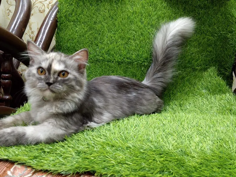 Gorgeous Long-Haired Smoke Grey Cat Looking for a Loving Home