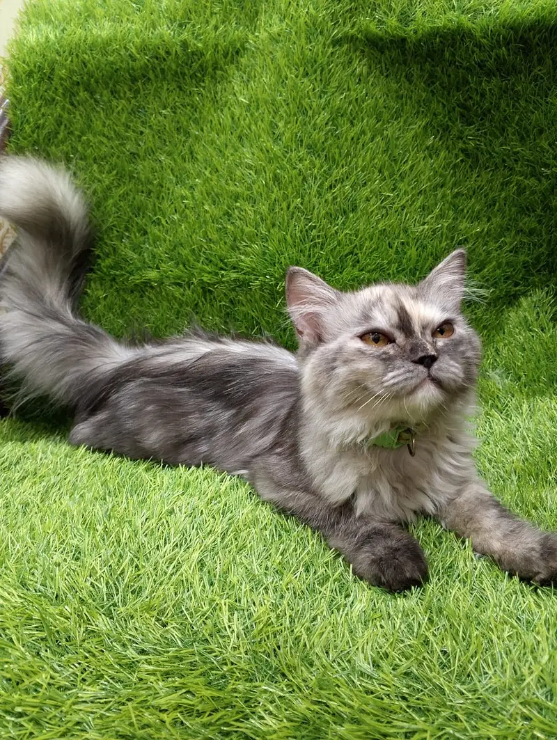 Gorgeous Long-Haired Smoke Grey Cat Looking for a Loving Home — photo 2