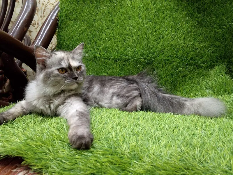Gorgeous Long-Haired Smoke Grey Cat Looking for a Loving Home — photo 3