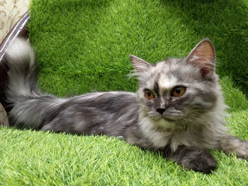 Gorgeous Long-Haired Smoke Grey Cat Looking for a Loving Home — photo 4