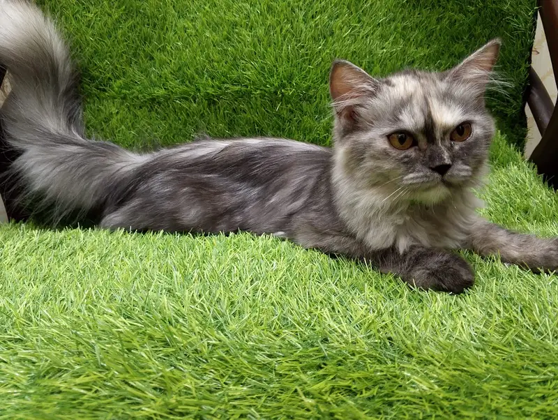 Gorgeous Long-Haired Smoke Grey Cat Looking for a Loving Home — photo 5