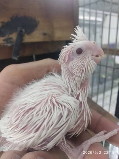 Red Eyes Cockatiel Chicks For Hand Taming